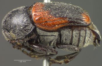 Media type: image;   Entomology 4274 Aspect: habitus lateral view